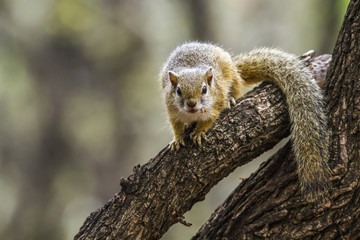 Smith bush squirrel in Kruger National park, South Africa