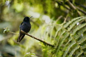 The hummingbird  sitting on the tree.