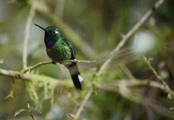 The hummingbird  sitting on the tree.