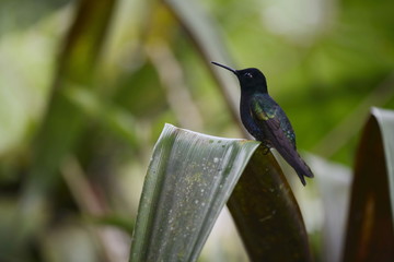 The hummingbird  sitting on the tree.