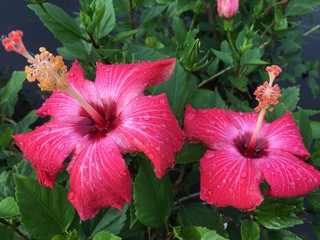 Painted lady hibiscus plants in full bloom. © abhbah05