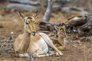 Impala in Kruger National park, South Africa