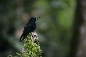 The hummingbird  sitting on the tree.