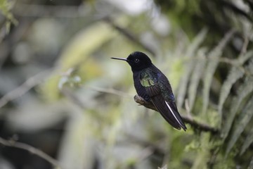 The hummingbird  sitting on the tree.