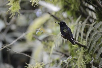 The hummingbird  sitting on the tree.