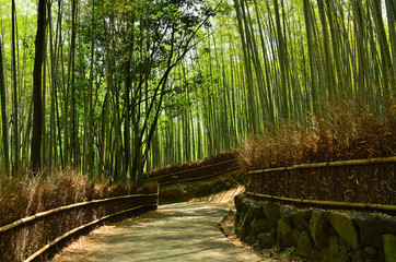A pathway through bamboo grove, Sagano Kyoto Japan.