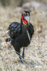 Southern Ground-Hornbill in Kruger National park, South Africa