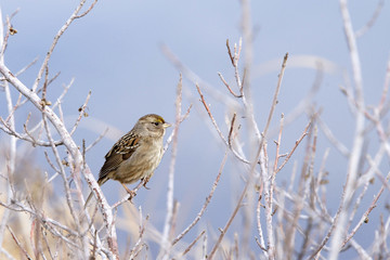 Golden Crowned Sparrow in a leaf bare tree in winter