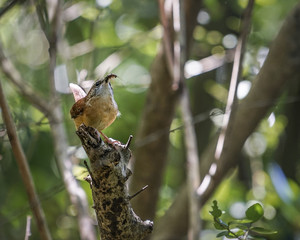 Carolina Wren bird gathering insect food for chicks