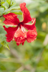 Red hibiscus