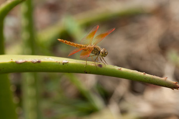 Male Common amberwing dragonfly