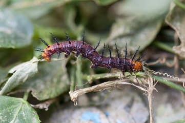 Tawny Coster's Caterpillar
