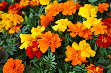 Yellow and orange marigold flowers in bloom 