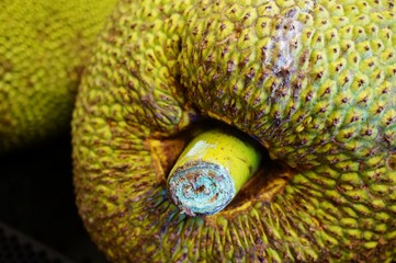 Giant green jack fruit