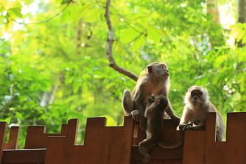  monkeys outdoor