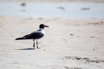 Black head seagull