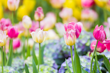 Pink tulip flower in garden