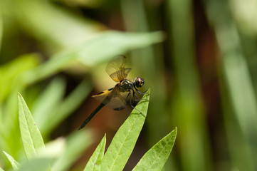 Yellow-barred Flutterer dragonfly