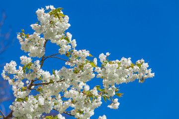 Branch blooming tree on blue sky.  Spring blossom background