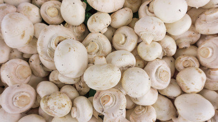 fresh champignons. Champignon mushrooms  background