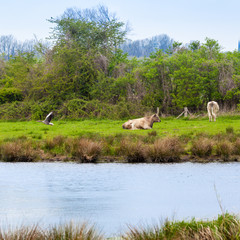 cows on meadow.  Herd of cows grazing