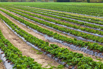 Strawberry plant