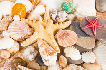 Summer background.  Sea shells with sand as background