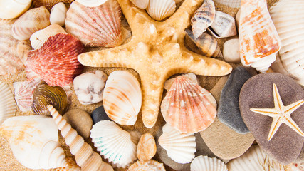 Summer background.  Sea shells with sand as background