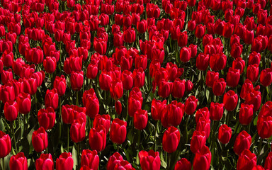 Tulip. colorful tulips. tulips in spring,colourful tulip