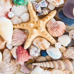 variety of sea shells