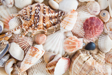 variety of sea shells