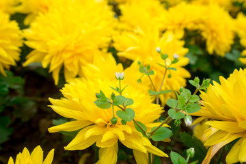 small white flower upon yellow chrysanthemums