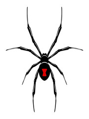 Black widow spider.Vector isolated.