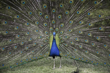 Obraz premium Peacock
