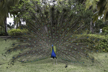 Obraz premium Peacock