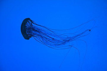 Naklejka premium Jellyfish at Aquarium in Boston.