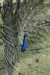 Obraz premium Peacock