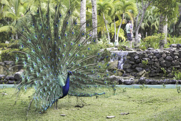 Peacock