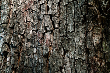 Fototapeta premium Tronco de árbol