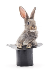 Brown rabbit and cylinder.