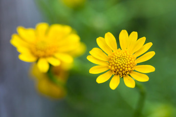 Yellow Zinnia