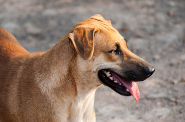 dog head portrait