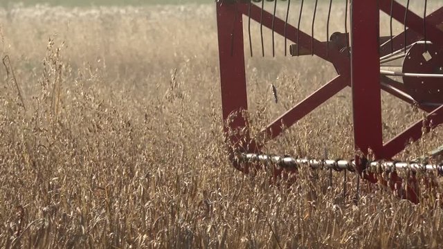 Closeup of agricultural combine machine with reel and cutter bar threshing oats. Panorama. 4K
