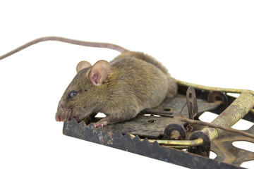 The mouse in a mousetrap it is isolated on a white background