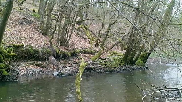 Rehbock springt durch Bach