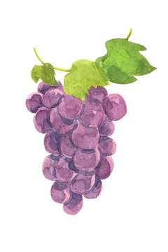 grape illustration isolated on white background