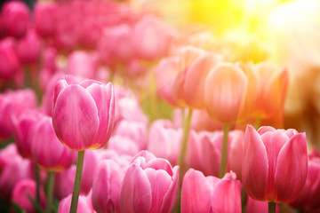 Panele Szklane Podświetlane  Tulipany