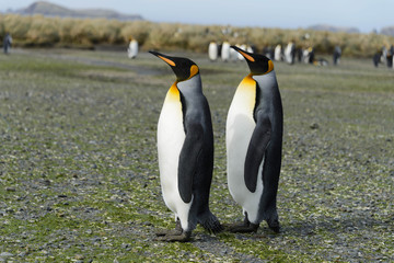 Fototapeta premium King Penguin