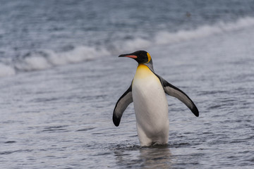 Fototapeta na wymiar King Penguin