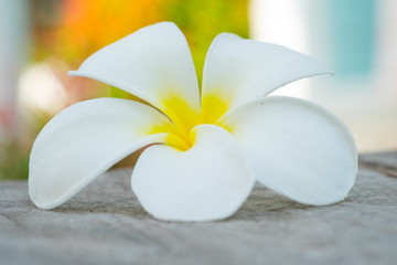 White flower on wood with nature background.